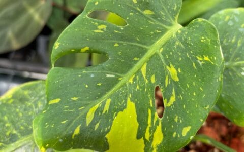 通吉马龟背竹 Monstera thong kee ma