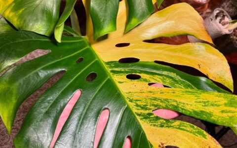 橙黄龟背竹 Monstera Orange