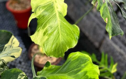 小火焰龟背竹 Monstera Flamicito