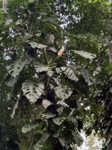 阿库米纳塔龟背竹 Monstera acuminata