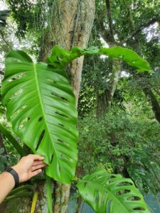 阿库米纳塔龟背竹 Monstera acuminata