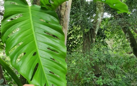 阿库米纳塔龟背竹 Monstera acuminata