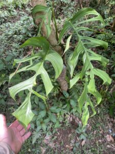 纤细龟背竹 Monstera gracilis