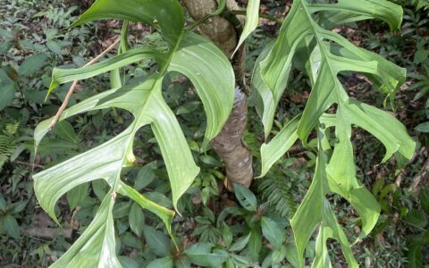 纤细龟背竹 Monstera gracilis