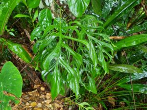 纤细龟背竹 Monstera gracilis