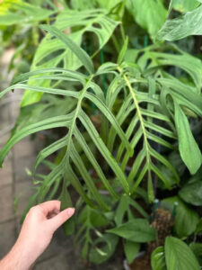 克洛特龟背竹 Monstera croatii