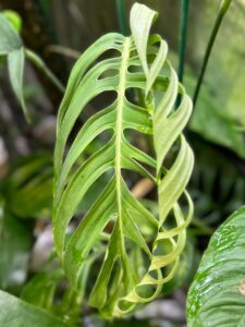 克洛特龟背竹 Monstera croatii