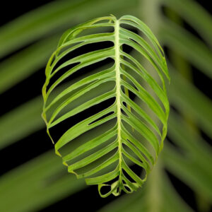 克洛特龟背竹 Monstera croatii