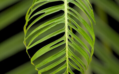 克洛特龟背竹 Monstera croatii