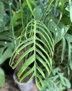 克洛特龟背竹 Monstera croatii