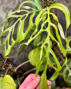 丝状斜叶龟背竹 Monstera obliqua filamentous