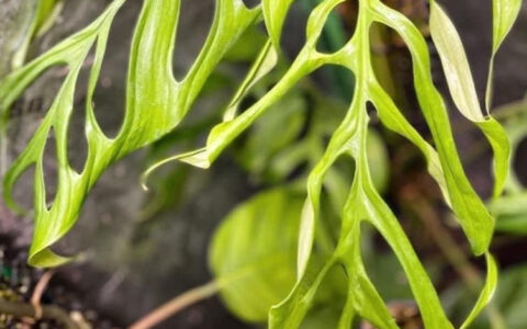 丝状斜叶龟背竹 Monstera obliqua filamentous