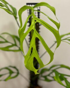 丝状斜叶龟背竹 Monstera obliqua filamentous