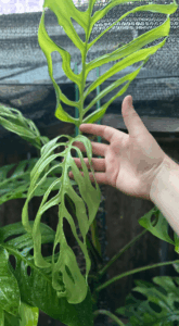 丝状斜叶龟背竹 Monstera obliqua filamentous