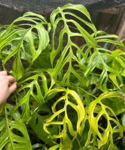 丝状斜叶龟背竹 Monstera obliqua filamentous