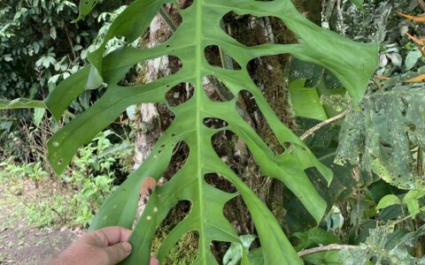 点斑龟背竹 Monstera punctulata