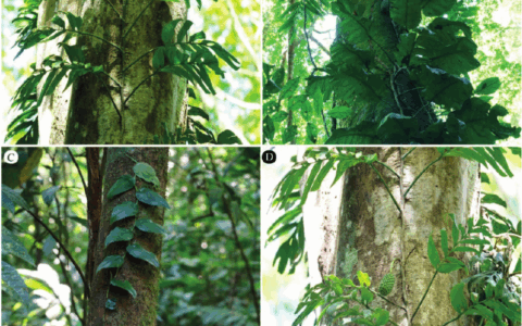 拉莫斯龟背竹 Monstera lamersiana