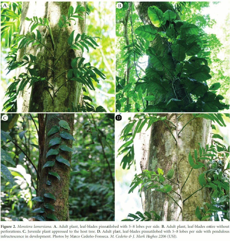 拉莫斯龟背竹 Monstera lamersiana