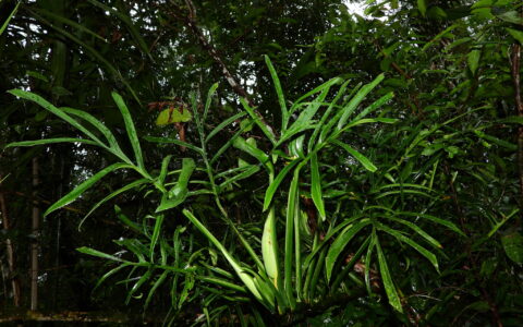 巴里埃里龟背竹 Monstera barrieri