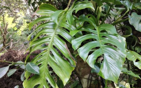 伦蒂龟背竹 Monstera lentii