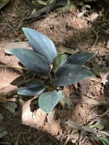 阿尔西拉纳龟背竹 Monstera alcirana