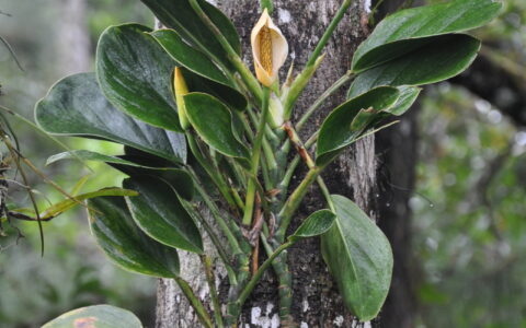 阿尔西拉纳龟背竹 Monstera alcirana