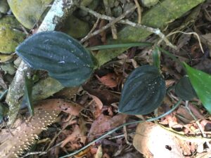 阿尔西拉纳龟背竹 Monstera alcirana