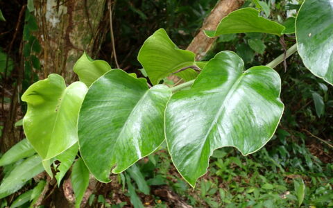 瘤叶龟背竹 Monstera tuberculata