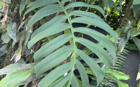 细叶龟背竹 Monstera tenuis