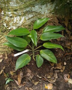 甘本龟背竹 Monstera gambensis