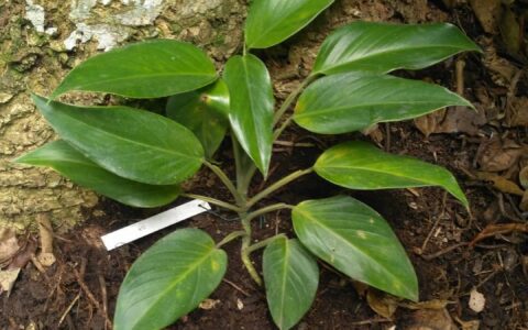 甘本龟背竹 Monstera gambensis