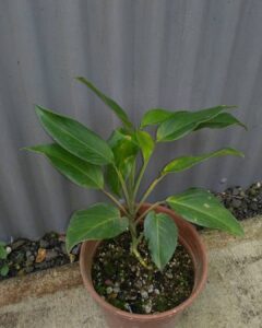 甘本龟背竹 Monstera gambensis