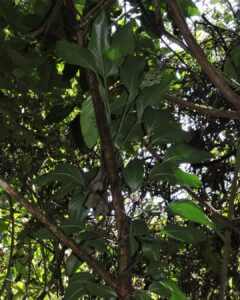 甘本龟背竹 Monstera gambensis