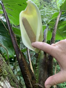 艾弗罗伊龟背竹 Monstera alfaroi