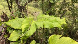 艾弗罗伊龟背竹 Monstera alfaroi