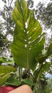 艾弗罗伊龟背竹 Monstera alfaroi