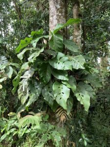 艾弗罗伊龟背竹 Monstera alfaroi