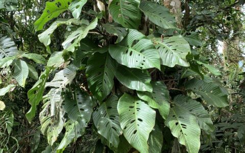 艾弗罗伊龟背竹 Monstera alfaroi