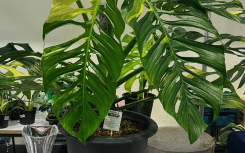 锦化大波浪龟背竹