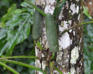 希特龟背竹 Monstera siltepecana