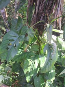 希特龟背竹 Monstera siltepecana