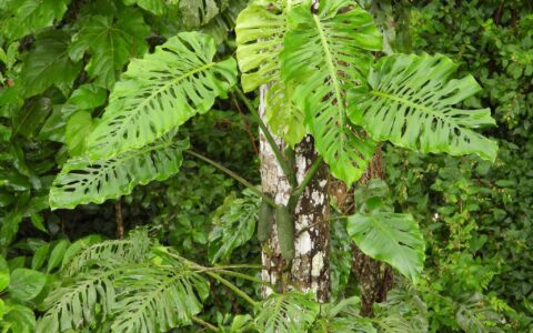 希特龟背竹 Monstera siltepecana