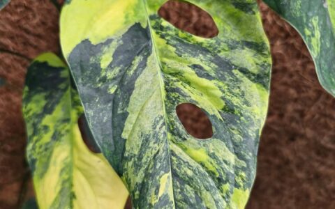 锦化希特龟背竹