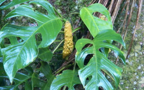 普特米萨龟背竹 Monstera praetermissa