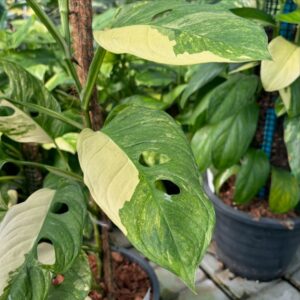 Monstera obliqua Mayuna Variegated