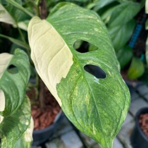 Monstera obliqua Mayuna Variegated