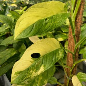 Monstera obliqua Mayuna Variegated