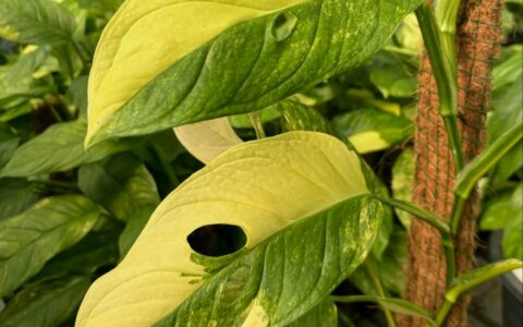 Monstera obliqua Mayuna Variegated