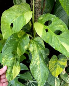 Monstera obliqua Mayuna Variegated
