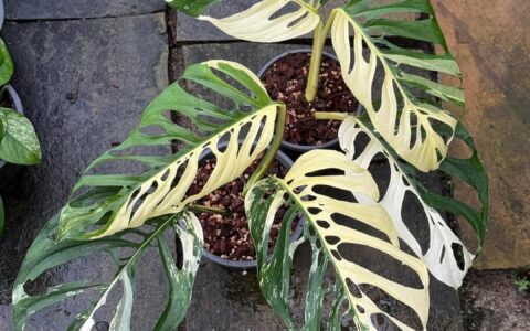 Monstera adansonii laniata albo variegated